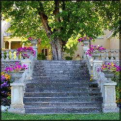 A color photo of a beautiful stone staircase, flanked by flowers and leading to a large tree.