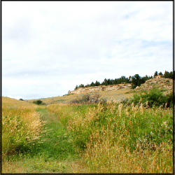 A color photo of a green meadow studded with wild flowers.